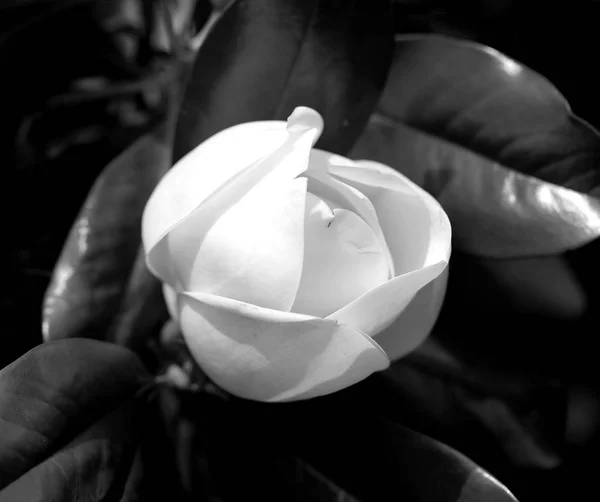 Foto Van Prachtige Witte Magnolia Bloemen Het Park Zomer — Stockfoto
