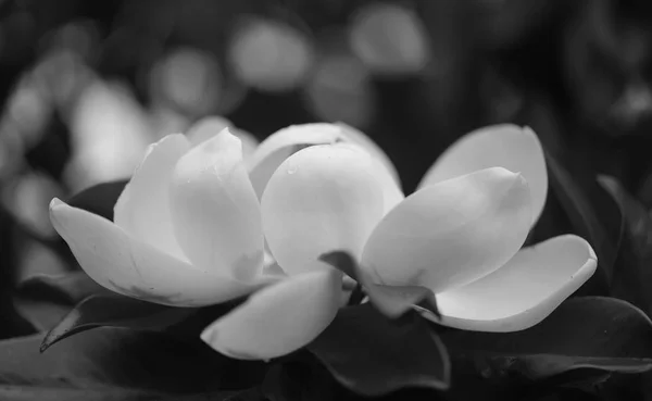Photos Belles Fleurs Magnolia Blanc Dans Parc Été — Photo