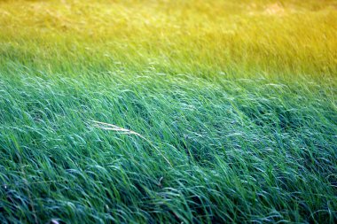 Parlak fotoğraf arka plan yeşil çim rüzgarda