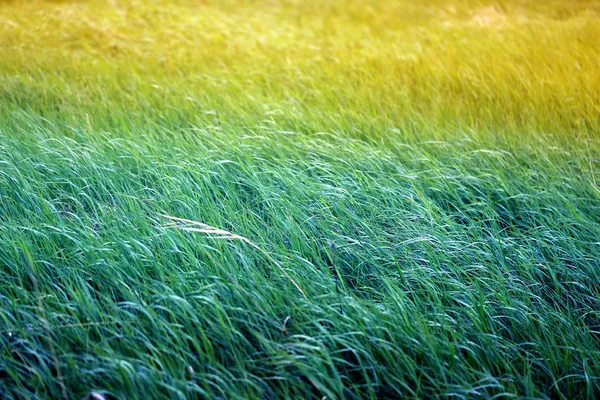 Foto Brilhante Fundo Grama Verde Vento — Fotografia de Stock