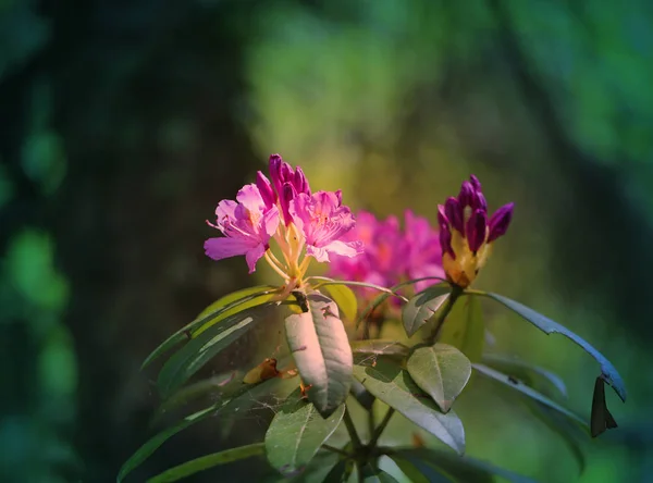 Φωτογραφία Από Ένα Υπέροχο Λιλά Rhododendron Λουλούδι Την Άνοιξη Στο — Φωτογραφία Αρχείου
