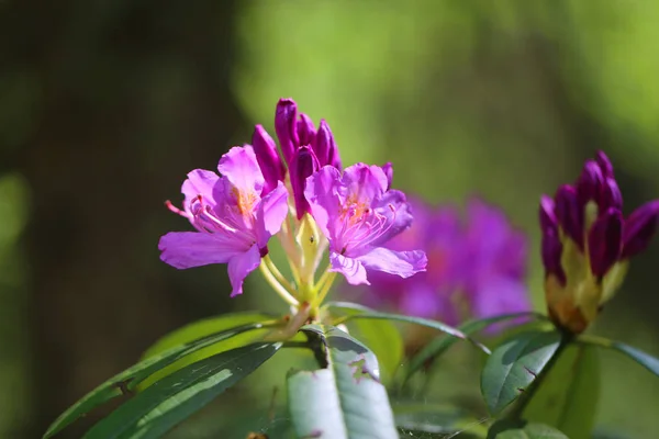 Photo Lovely Lilac Rhododendron Flower Spring Park — Stock Photo, Image