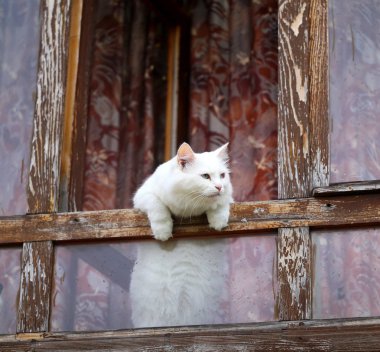 Bir makro komik beyaz kedi fotoğrafı çıkar