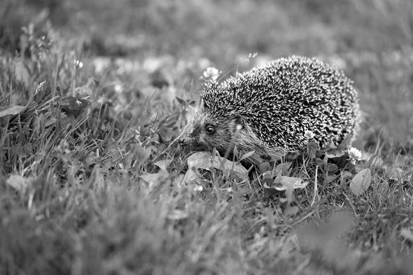 Foto Van Een Grappige Egel Van Macro Het Gras Het — Stockfoto