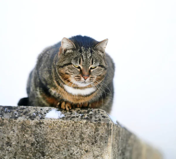 A szőrös fat-macska gyönyörű makró fotó — Stock Fotó