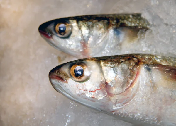 Фото Макро Фона Вкусной Большой Рыбы Льду Ресторане — стоковое фото
