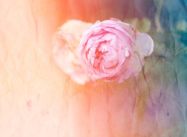 Bir güzel retro pembe gül arka bahçedeki fotoğrafını