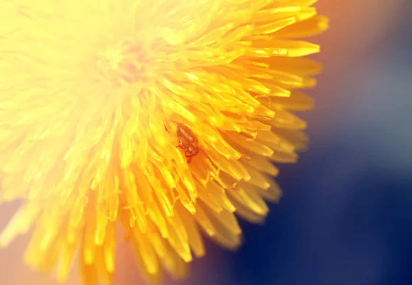 Foto Eines Makrohintergrundes Gelber Löwenzahn Der Ragna Von Der Sonne — Stockfoto