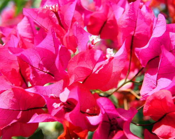 太陽に照らされて明るいピンクの花のマクロ写真 — ストック写真