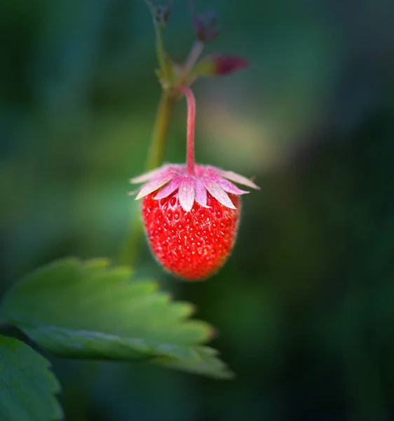 Foto einer Nahaufnahme einer leuchtend reifen Erdbeere — Stockfoto
