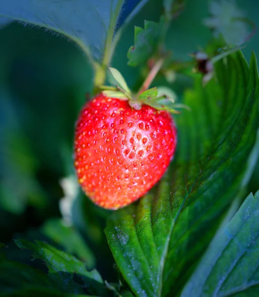 De foto's voor een close-up van een heldere rijp aardbei — Stockfoto