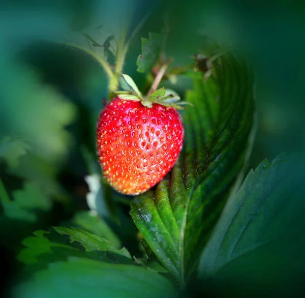 De foto's voor een close-up van een heldere rijp aardbei — Stockfoto