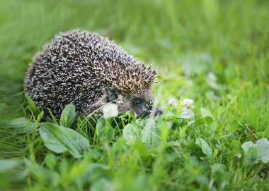 Bir makro komik kirpi parkta çim fotoğrafı