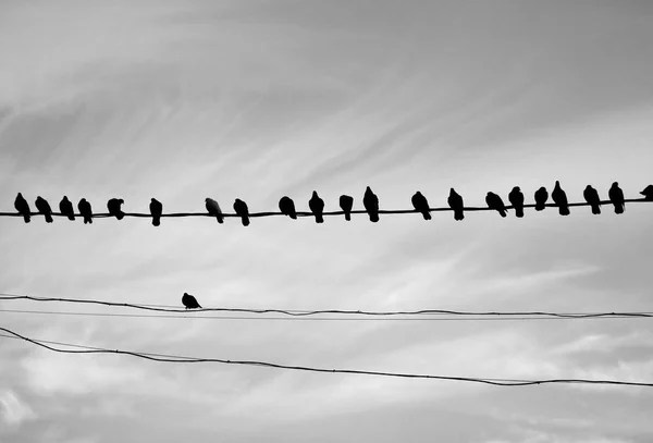 Foto Primo Piano Molte Sagome Uccelli Fili Uno Sfondo Chiaro — Foto Stock