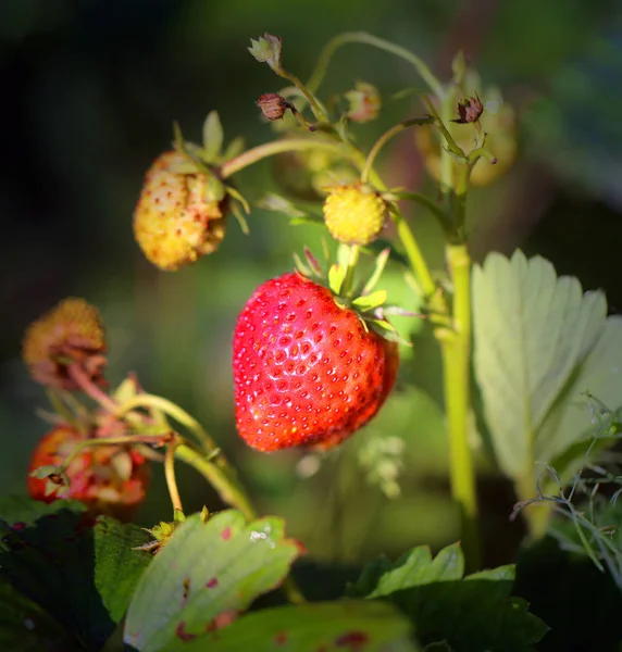 Foto Voor Een Close Van Een Heldere Rijpe Aardbeien Een — Stockfoto