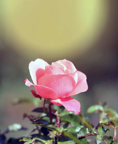 Photo Beautiful Retro Pink Rose Background Garden — Stock Photo, Image