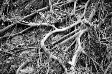 Makro kökleri ve tropik bir ormanda ağaç dalları fotoğrafı