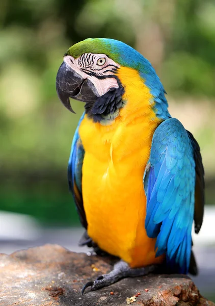 Tropik Bir Ormanda Parlak Makro Papağan Fotoğraf — Stok fotoğraf