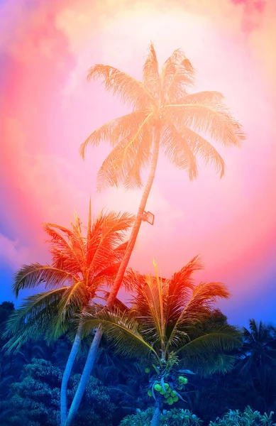 Foto Palmeras Coco Tropicales Brillantes Una Isla Soleada —  Fotos de Stock