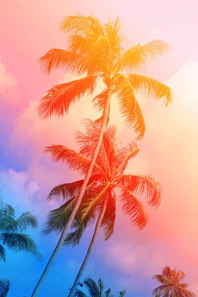 阳光岛上明亮的热带椰子棕榈照片 — 图库照片