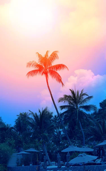 Zdjęcie Jasnym Tropikalnych Palm Kokosowych Słonecznej Wyspie — Zdjęcie stockowe