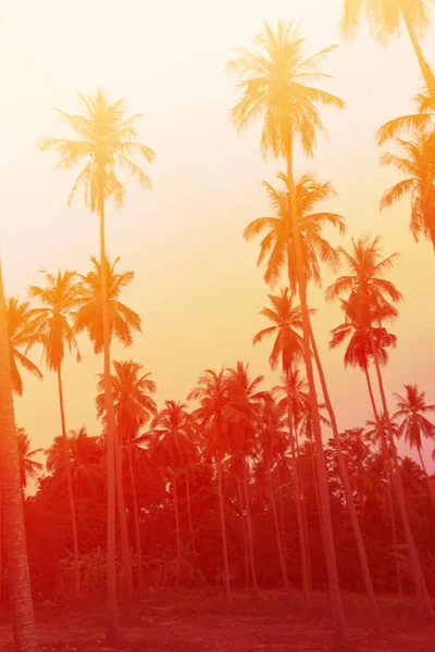 日当たりの良い島の明るい熱帯ヤシの木の写真 — ストック写真