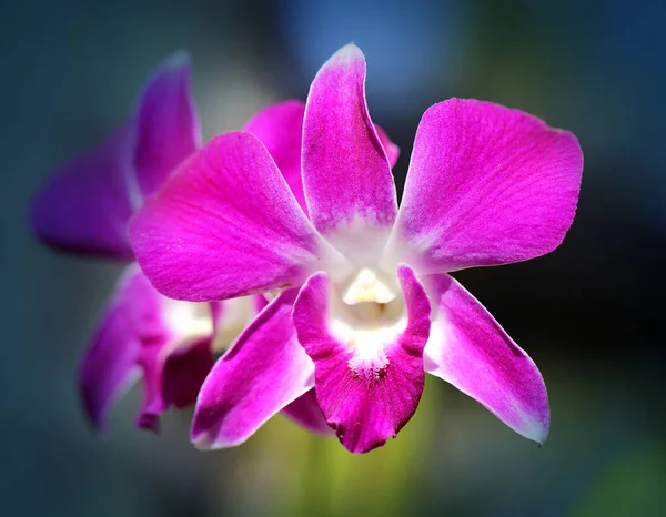 Foto de uma bela orquídea tropical tropical — Fotografia de Stock