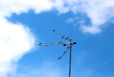 Fotoğraf güzel bir makro mavi gökyüzü arka plan üzerinde bir evin çatısında yutar