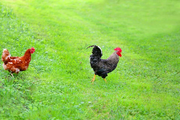 面白い面白いコックと緑の草の上の鶏の写真 — ストック写真