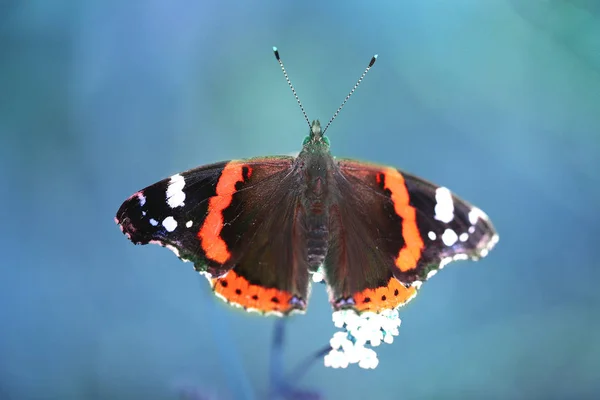Foto Primer Plano Una Hermosa Mariposa Sobre Fondo Vegetativo Verano — Foto de Stock