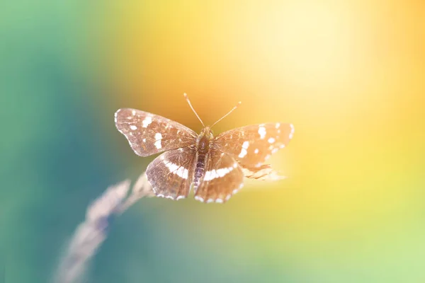 Foto Primer Plano Una Hermosa Mariposa Sobre Fondo Vegetativo Verano — Foto de Stock