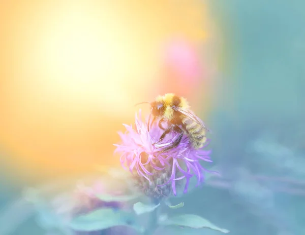 Photo Macro Bumblebee Plants Blurred Background — Stock Photo, Image