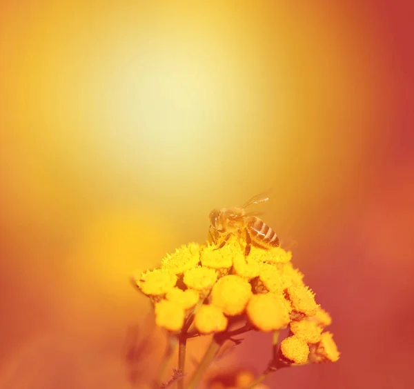 Photo Macro Bee Plants Blurred Background — Stock Photo, Image