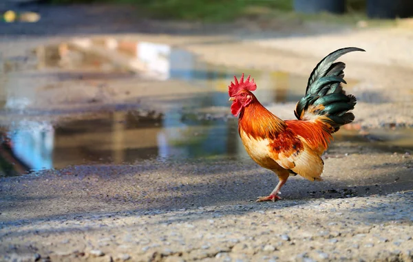 Közeli Gyönyörű Nagy Kakas Gazdaságban Fotó — Stock Fotó