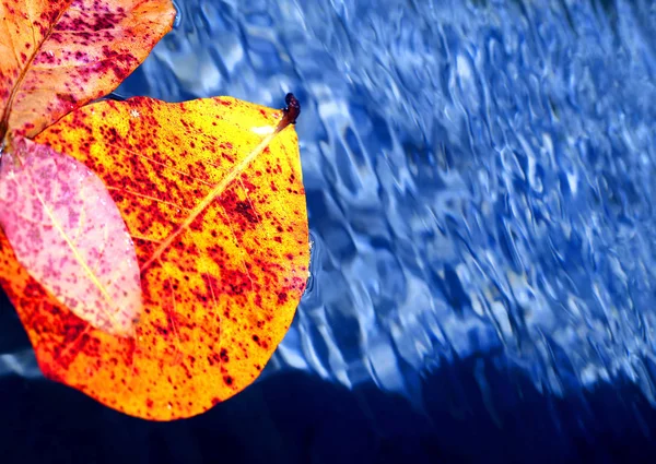Archivfoto Blauer Wasserhintergrund Mit Herbstblättern — Stockfoto