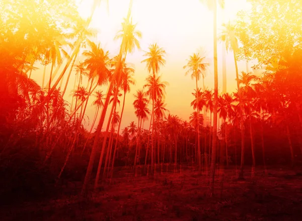 Foto Palmeras Coco Tropicales Brillantes Una Isla Soleada — Foto de Stock