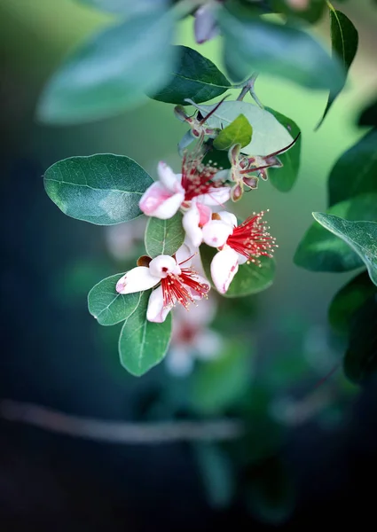 Photo Macro Beautiful Exotic Mountain Flowers Summer — Stock Photo, Image