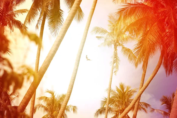 Zdjęcie Jasnym Tropikalnych Palm Kokosowych Słonecznej Wyspie — Zdjęcie stockowe