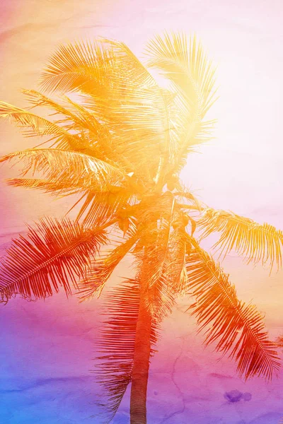阳光岛上明亮的热带椰子棕榈照片 — 图库照片