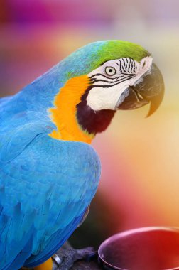 Photo of a close-up of a large blue macaw clipart