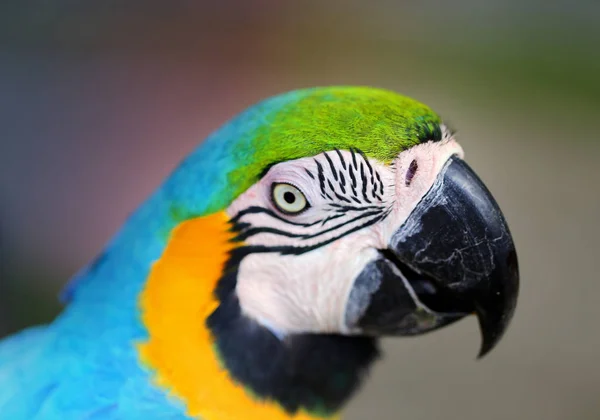 Foto de un primer plano de un guacamayo azul grande —  Fotos de Stock