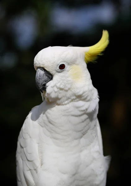 Foto de um grande papagaio de cacatua branca de close-up — Fotografia de Stock