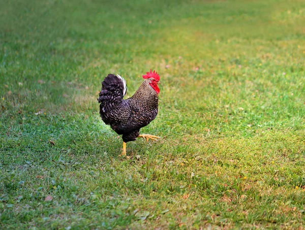 Foto Einer Nahaufnahme Schönen Großen Schwanz Auf Einem Bauernhof — Stockfoto