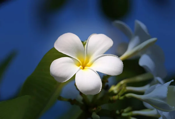 Foto Van Een Tropische Tropische Mooie Bloem Een Donkere Achtergrond — Stockfoto