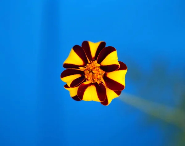 Foto Uma Flor Invulgar Brilhante Calêndula Fundo Azul — Fotografia de Stock