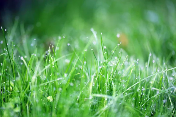 Photo of a bright green grass with dew drops in the early morning in the park