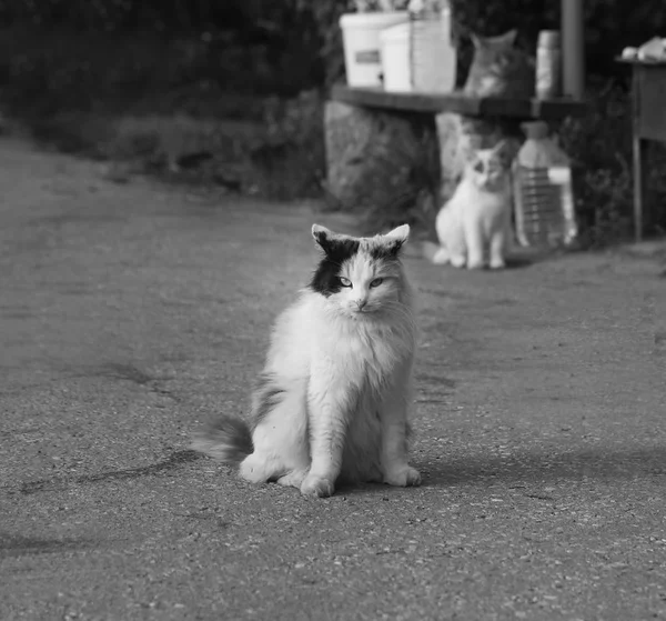 Foto av en vacker makro av en katt — Stockfoto