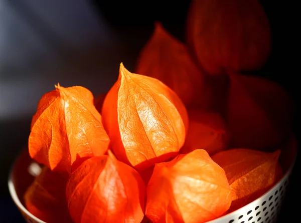 Foto makro vackra ljusa physalis — Stockfoto