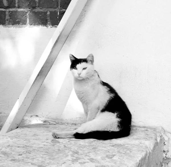 Foto av en vacker makro av en katt — Stockfoto