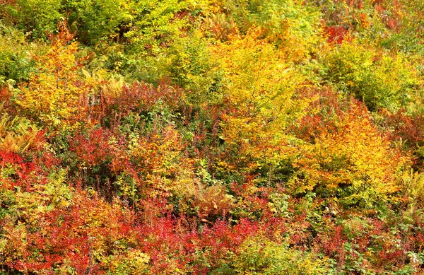 Foto brilhante de uma bela paisagem de outono com montanha — Fotografia de Stock